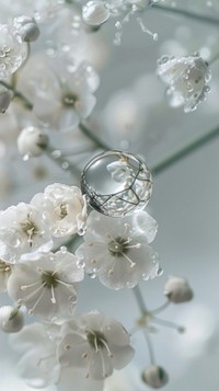 Water droplet on gypsophila flower gemstone blossom.
