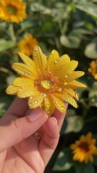 Water droplet on sunflower finger petal plant.