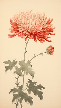 Illustration of chrysanthemum flower dahlia plant.