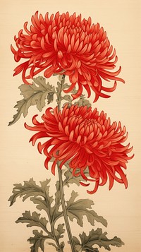 Illustration of chrysanthemum chrysanths pattern dahlia.