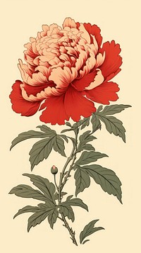 PNG Illustration of peony flower plant inflorescence.