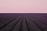 Lavender field backgrounds outdoors horizon.