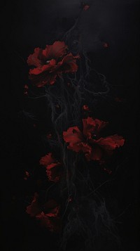 Poppy flower wallpaper plant black fragility.
