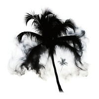 Abstract smoke of coconut silhouette tree outdoors.