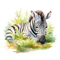 Watercolor zebra sleeping animal wildlife cartoon.