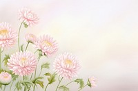 Painting of pink chrysanthemum flowers border backgrounds chrysanths petal.
