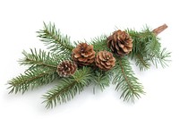 Christmas decoration plant tree pine.
