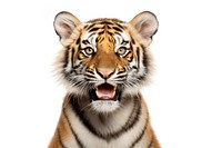 Smiling tiger wildlife animal mammal.