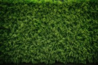 Grass wall texture backgrounds outdoors nature.