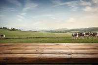 Empty wooden table top grass field cow.