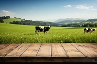 Empty wooden table top field cow landscape.