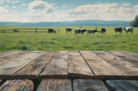 Empty wooden table top field cow grassland.