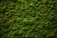 Moss Wood wall texture backgrounds vegetation outdoors.