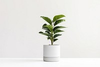 Potted plant leaf vase white background.