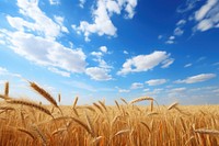 Wheat field sky landscape outdoors.