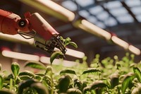 Robot harvesting gardening vegetable.