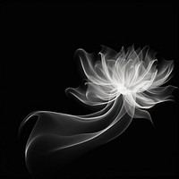 Abstract smoke of lotus flower white creativity.