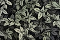 Basil leaves backgrounds monochrome pattern.