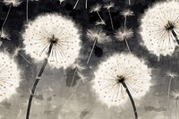 Dandelion flowers backgrounds monochrome plant.