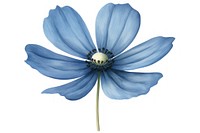 Blue flower petal plant white background.