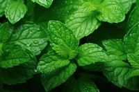 Plant green herbs mint.