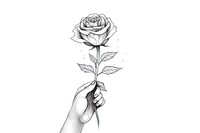 Hand holding a rose drawing flower sketch.