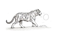 Tiger run wildlife drawing animal.