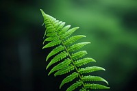 Fern plant leaf tranquility.