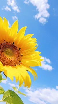 Sky sunflower outdoors blossom.