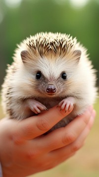 Hedgehog animal mammal rodent.