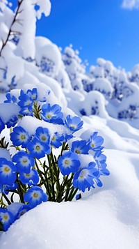 Blue flowers on snow season outdoors blossom nature.