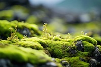 Moss vegetation landscape outdoors.