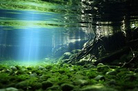Green underwater outdoors nature.