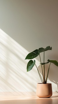 Plant windowsill leaf houseplant.