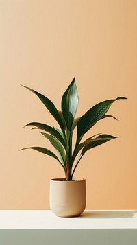 Plant leaf houseplant flowerpot.