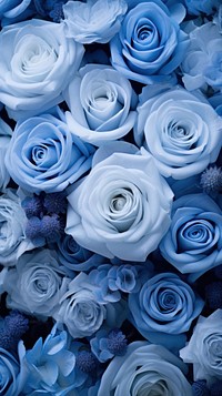 Blue flower plant rose.