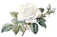 Vintage drawing white rose flower plant white background.