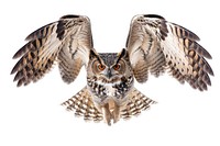 Eagle owl animal flying bird.