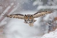 Eagle owl outdoors animal nature.