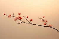 Flower branch with sunset outdoors blossom nature.