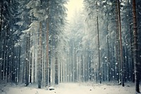 Pine trees forest snow landscape outdoors.