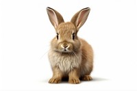 3D pixel art of a bunny mammal animal rodent.