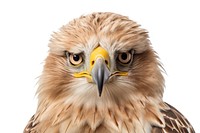 Eagle looking confused buzzard animal beak.