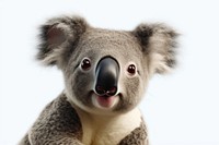 Koala looking confused wildlife mammal animal.
