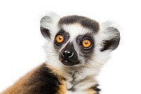 Lemur looking confused wildlife animal mammal.