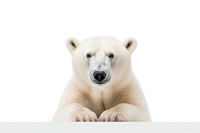 Polar bear looking confused wildlife mammal animal.