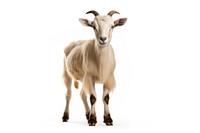Sheep goat confused livestock wildlife animal.
