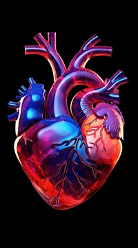 Anatomical heart purple black background illuminated.