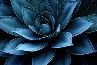 Agave attenuata leaf cactus plant blue backgrounds nature.