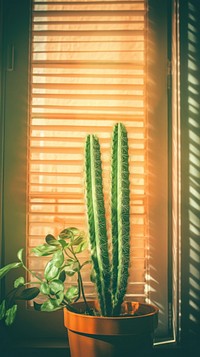 Window cactus nature plant.